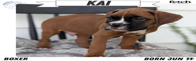 Kai