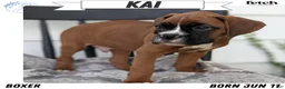 Boxer dogs for sale: Kai - Ad 1