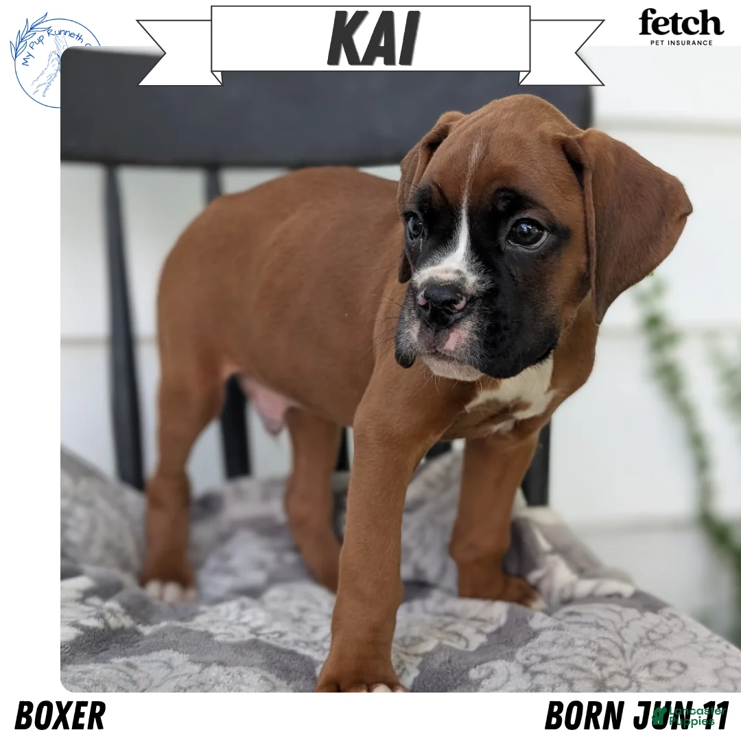 Boxer dogs for sale: Kai - Ad 1