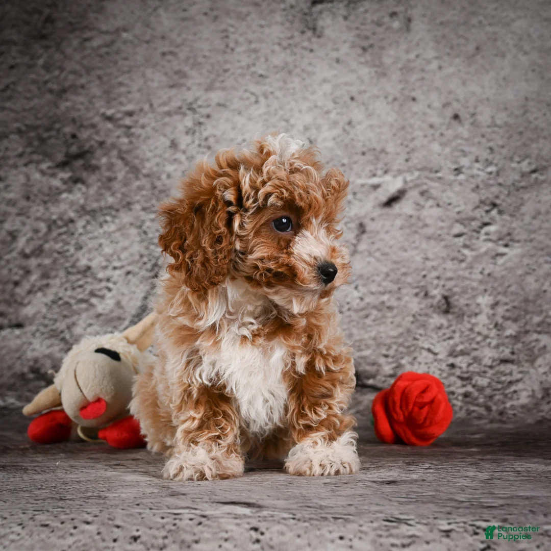 Bichpoo dogs for sale: Molly - Ad 2