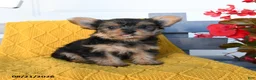 Yorkshire Terrier dogs for sale: Ladybug - Ad 4