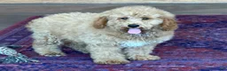 Mini Goldendoodle dogs for sale: Thompson - Ad 1