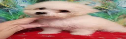 Bichon Frise dogs for sale: Snow  - Ad 10