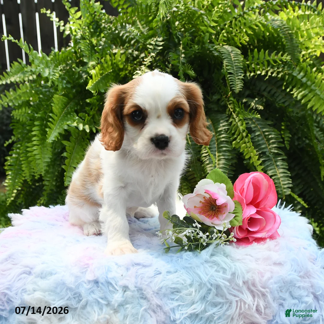 Cavalier King Charles Spaniel dogs for sale: Jewel - Ad 1