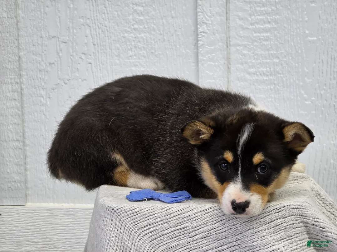 Welsh Corgi Pembroke dogs for sale:  Rex - Ad 2