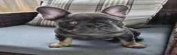French Bulldog dogs for sale: Bebe Blue Fawn Fluffy Carrier - Ad 4