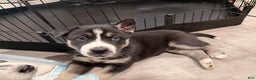 Siberian Husky dogs for sale: Siberian Husky Puppy 5 - Ad 1