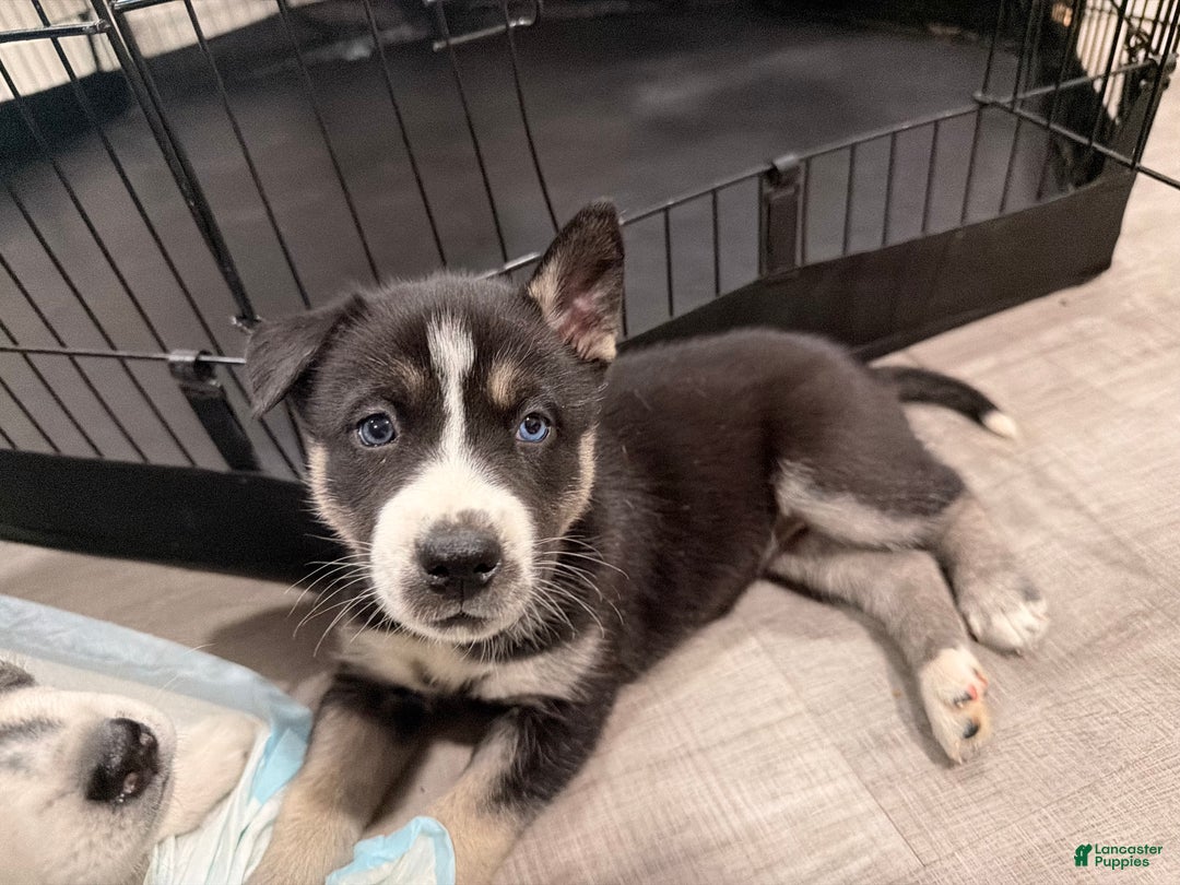 Siberian Husky dogs for sale: Siberian Husky Puppy 5 - Ad 1