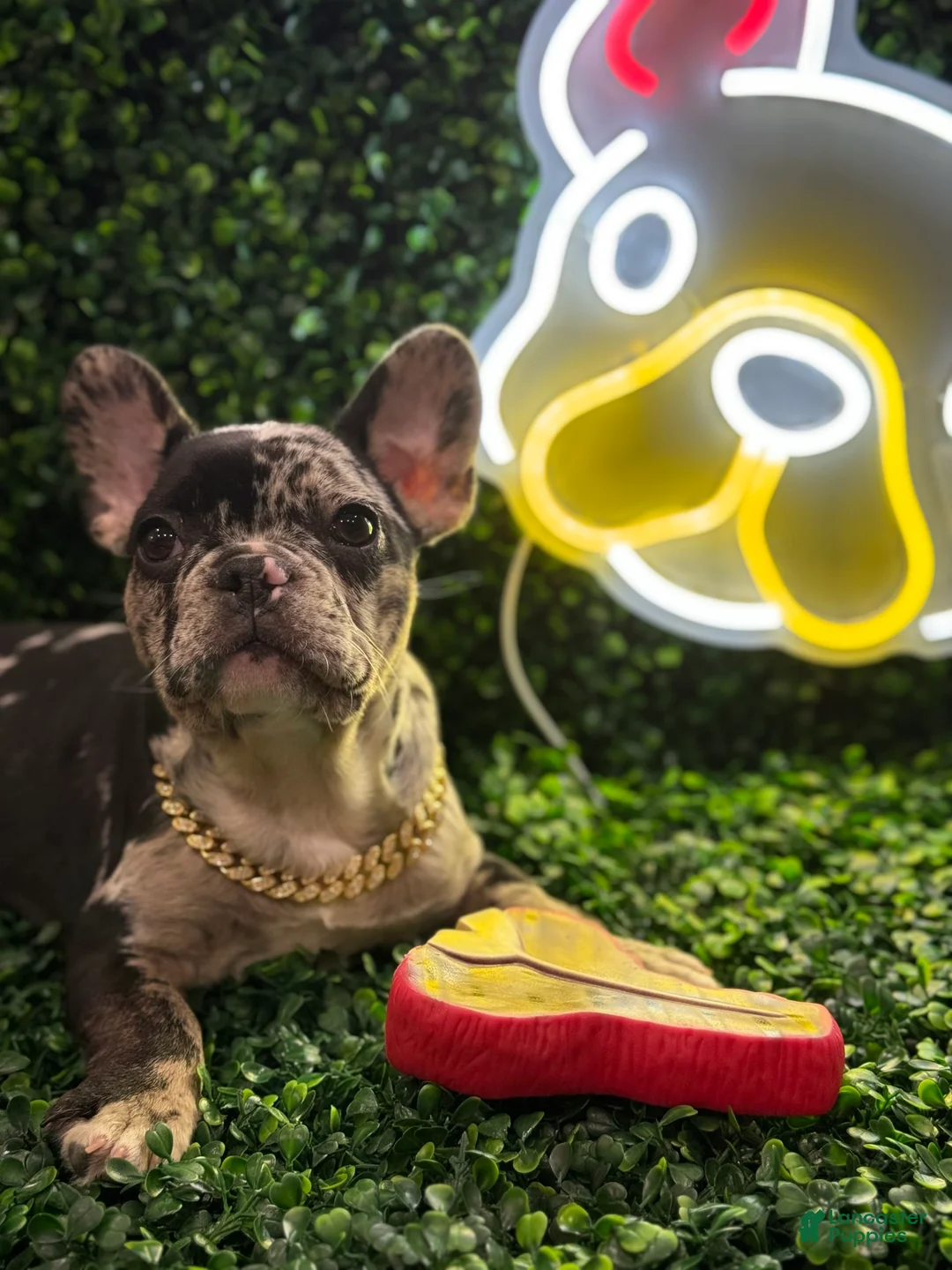 Gallery Image {{count}}