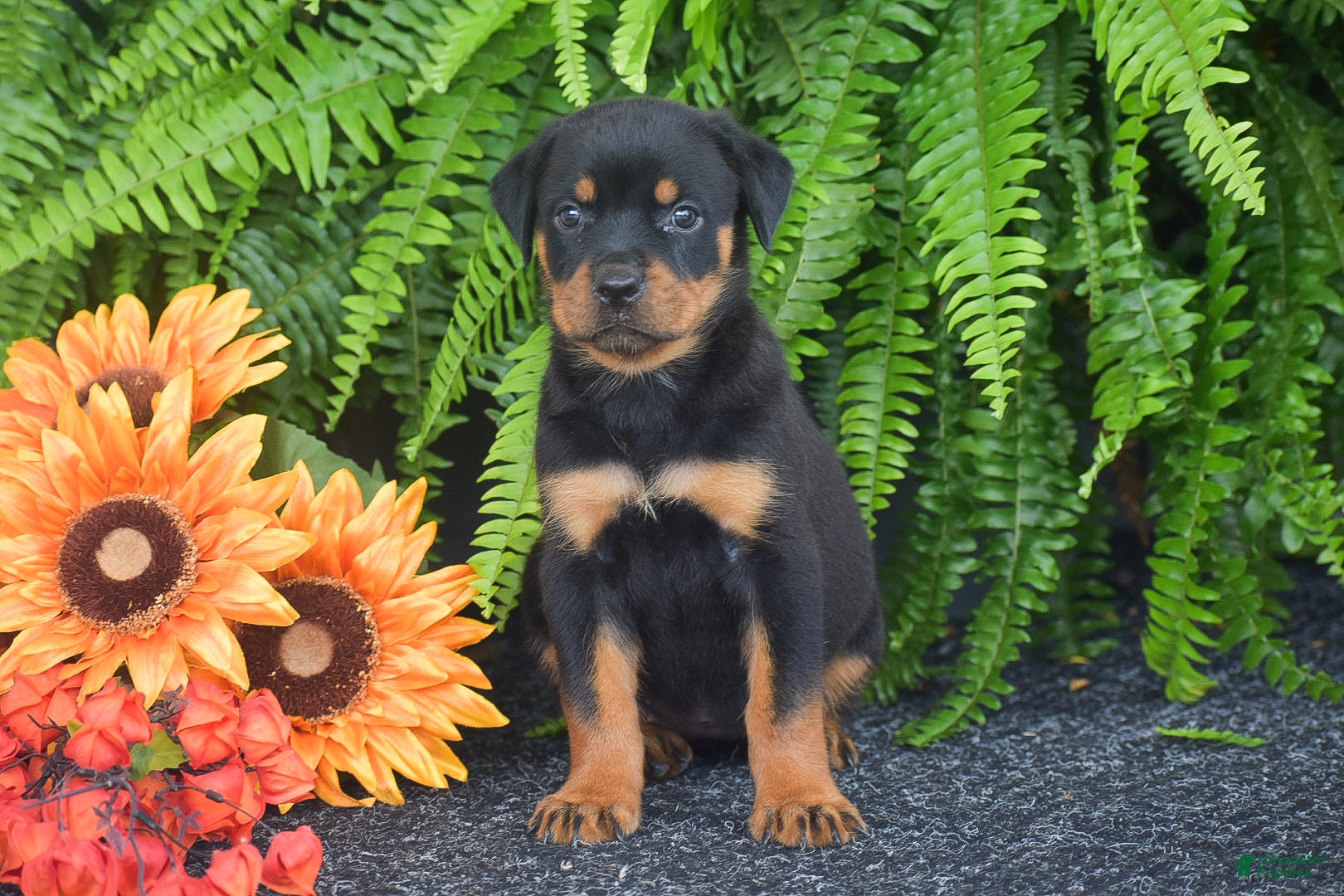 Rottweiler dogs Wanda - Ad 2
