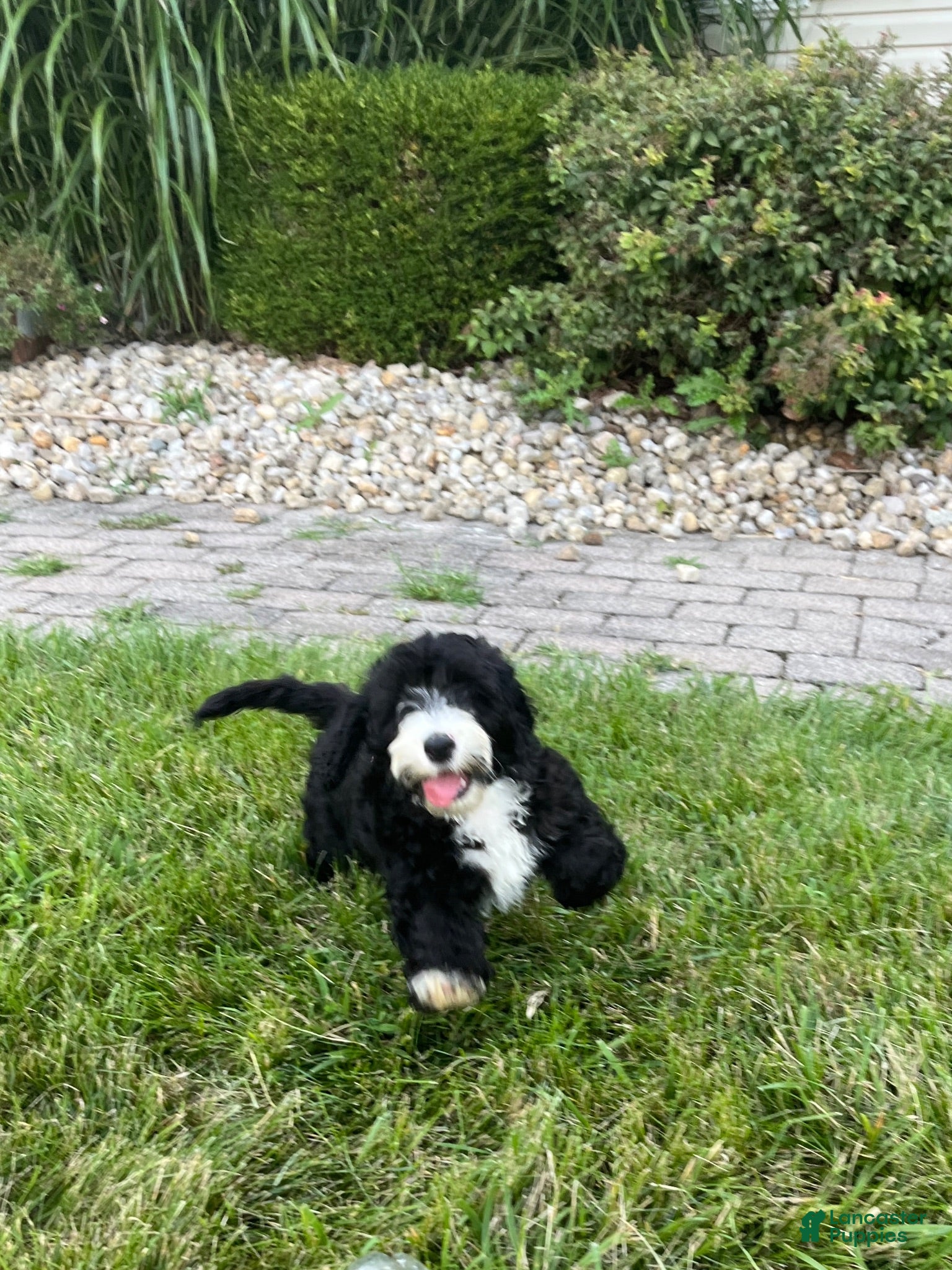 Mixed Breed dogs Mixed Breed 1 - Ad 7