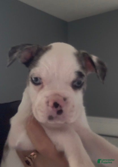 Frenchton dogs Spot - Ad 2