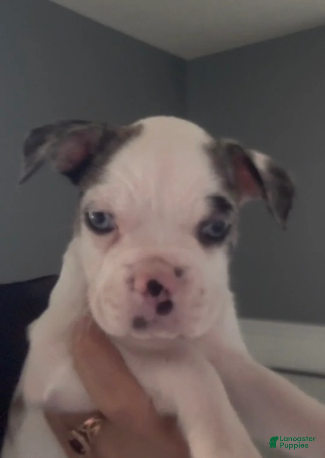 Frenchton dogs for sale: Spot - Ad 1