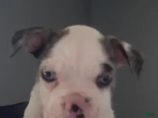 Frenchton dogs Spot - Ad 2