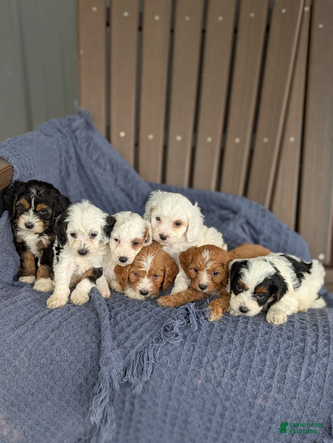 Cavapoo dogs for sale: Anthony  - Ad 6