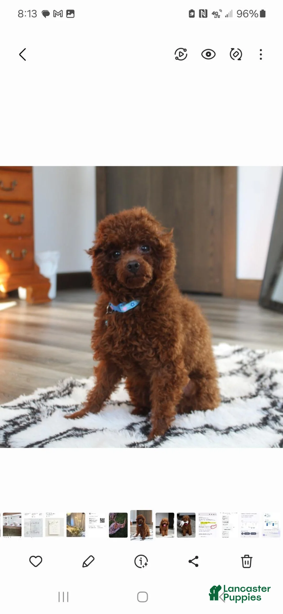 Toy Poodle dogs for sale: Archer - Ad 8
