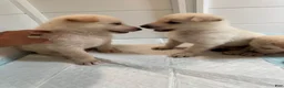 German Shepherd dogs for sale: RiRi - Ad 8