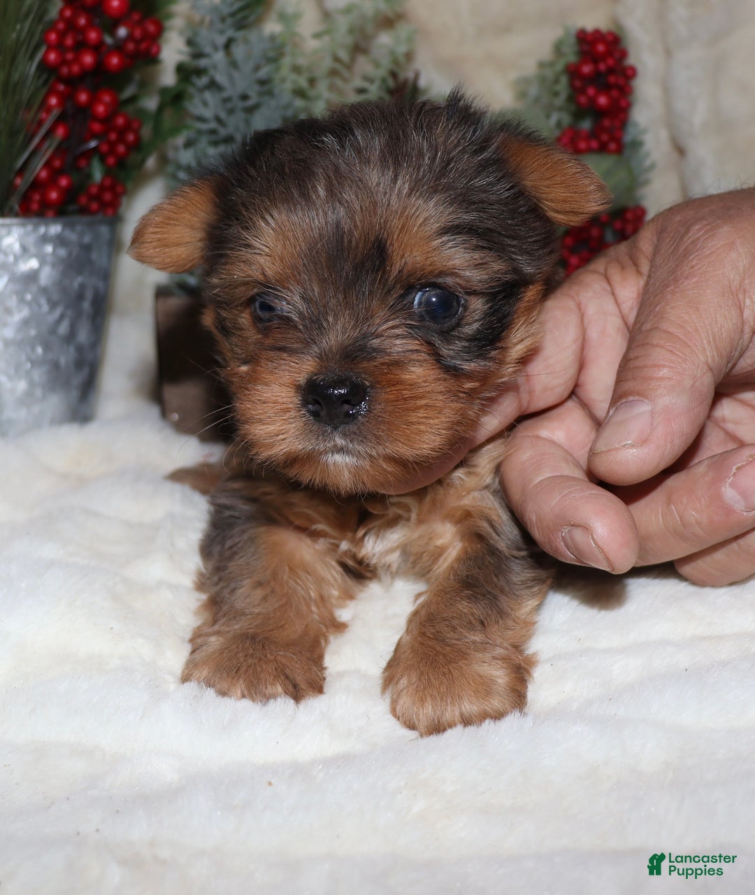 Yorkshire Terrier dogs for sale: Lani - Ad 4