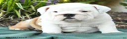 English Bulldog dogs for sale: Polly - Ad 4