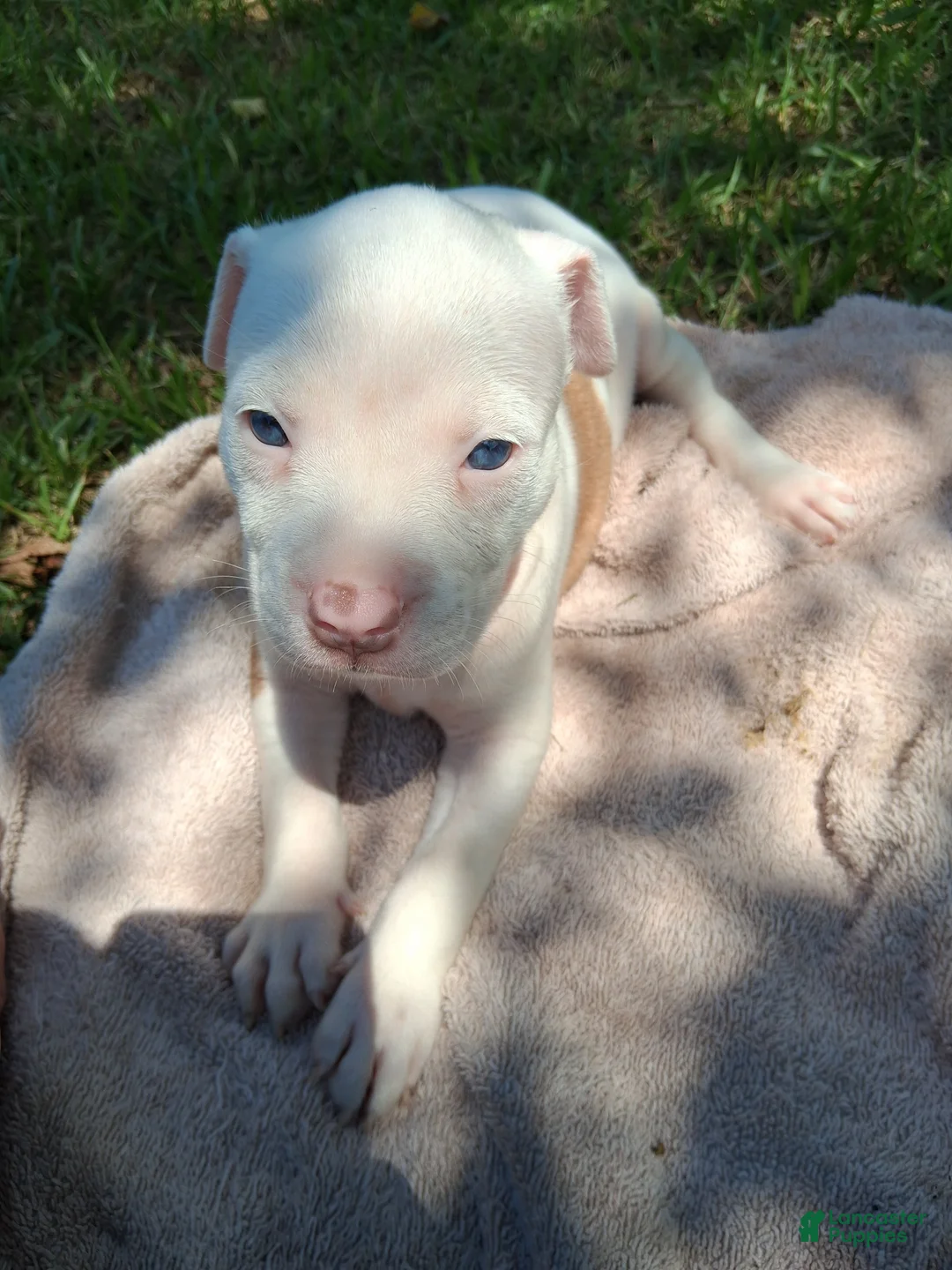 American Bully dogs for sale: American Bully 6 - Ad 2