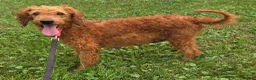 Mini Goldendoodle dogs for sale: Nash - Ad 8