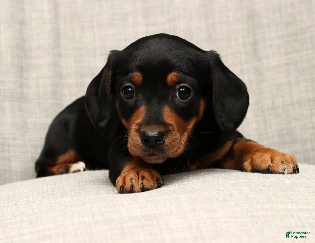 Miniature Dachshund dogs for sale: Sammy - Ad 7