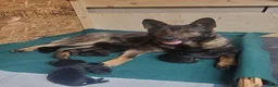 Mixed Breed dogs for sale: Thor - Ad 5