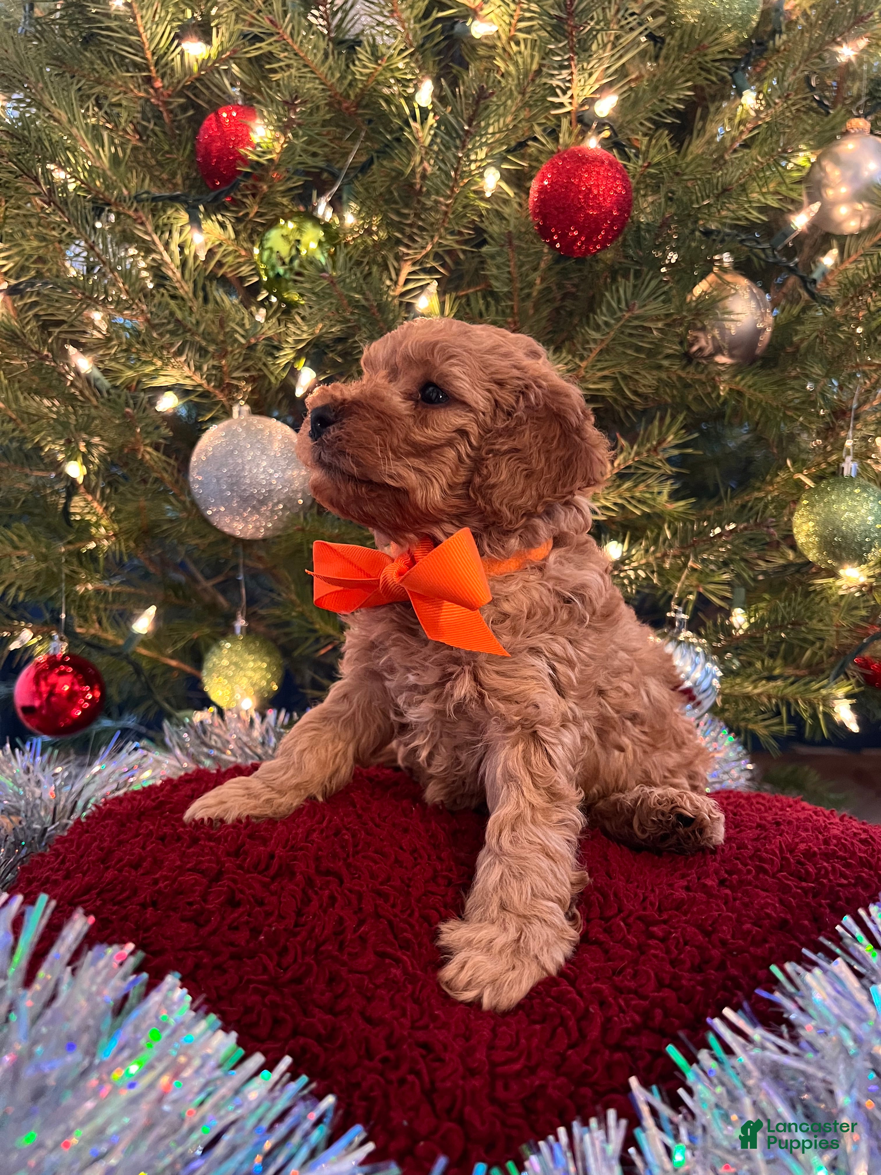 Toy Poodle dogs Michelangelo - Ad 25