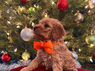 Toy Poodle dogs Michelangelo - Ad 35
