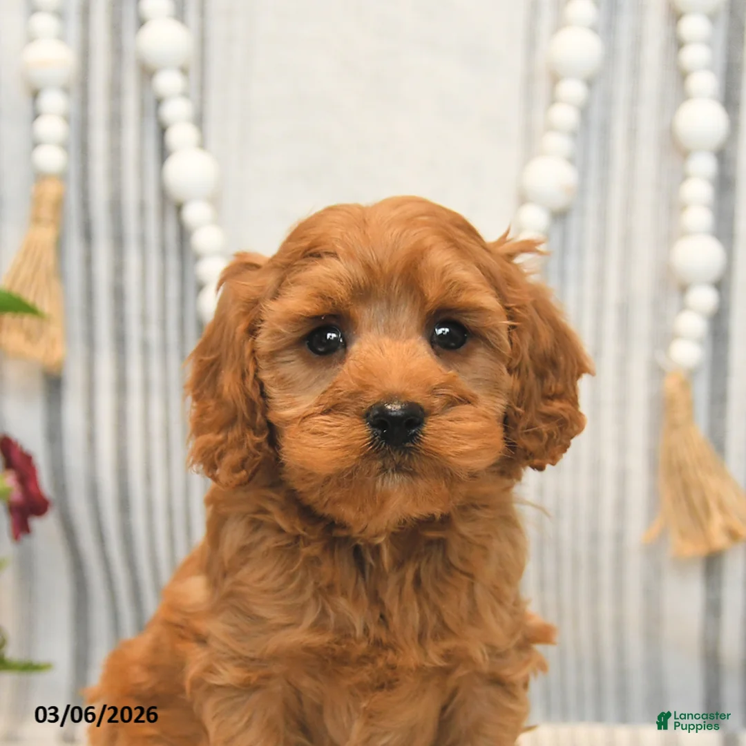 Cavapoo dogs for sale: Hickory - Ad 5