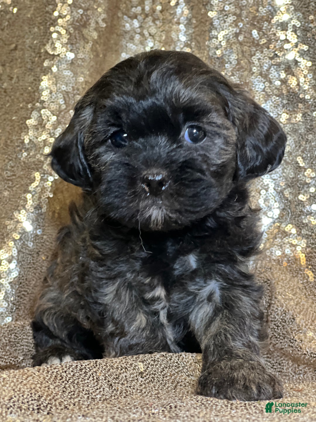 Shihpoo dogs for sale: Teeny - Ad 2