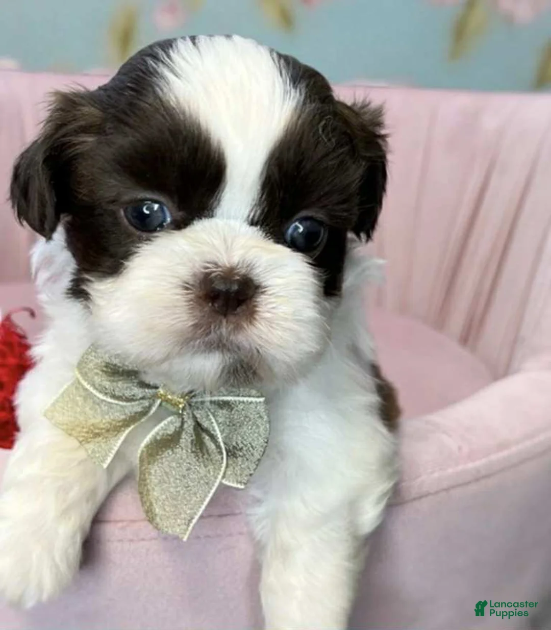 Shih Tzu dogs for sale: Zena - Ad 1