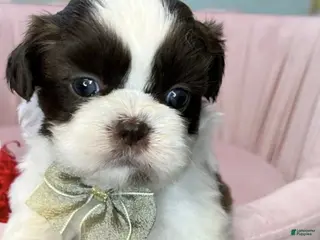 Shih Tzu dogs Zena - Ad 29