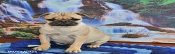 Pug dogs for sale: Sparky - Ad 19