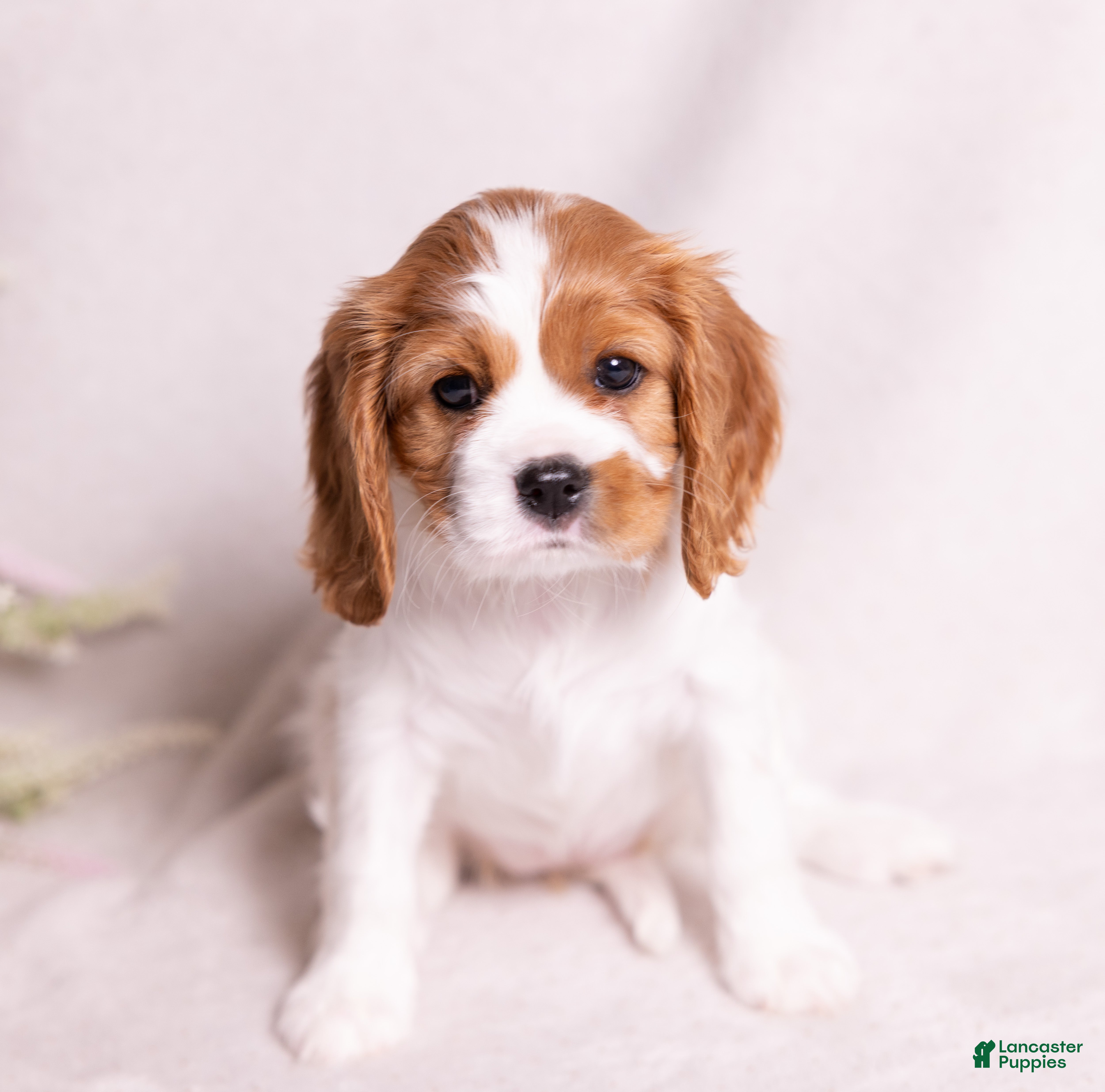 Cavalier King Charles Spaniel dogs Harmony - Ad 1