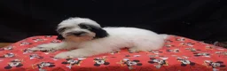 Shihpoo dogs for sale: Jag  - Ad 4