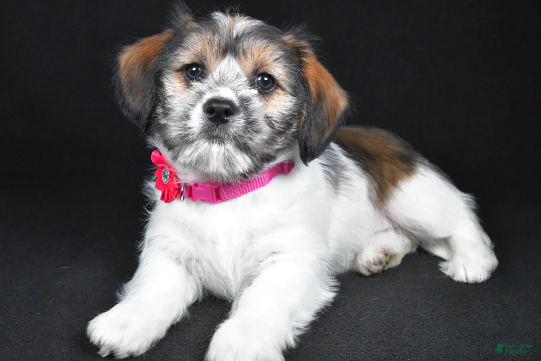 Mixed Breed dogs for sale: Tessa - Ad 2