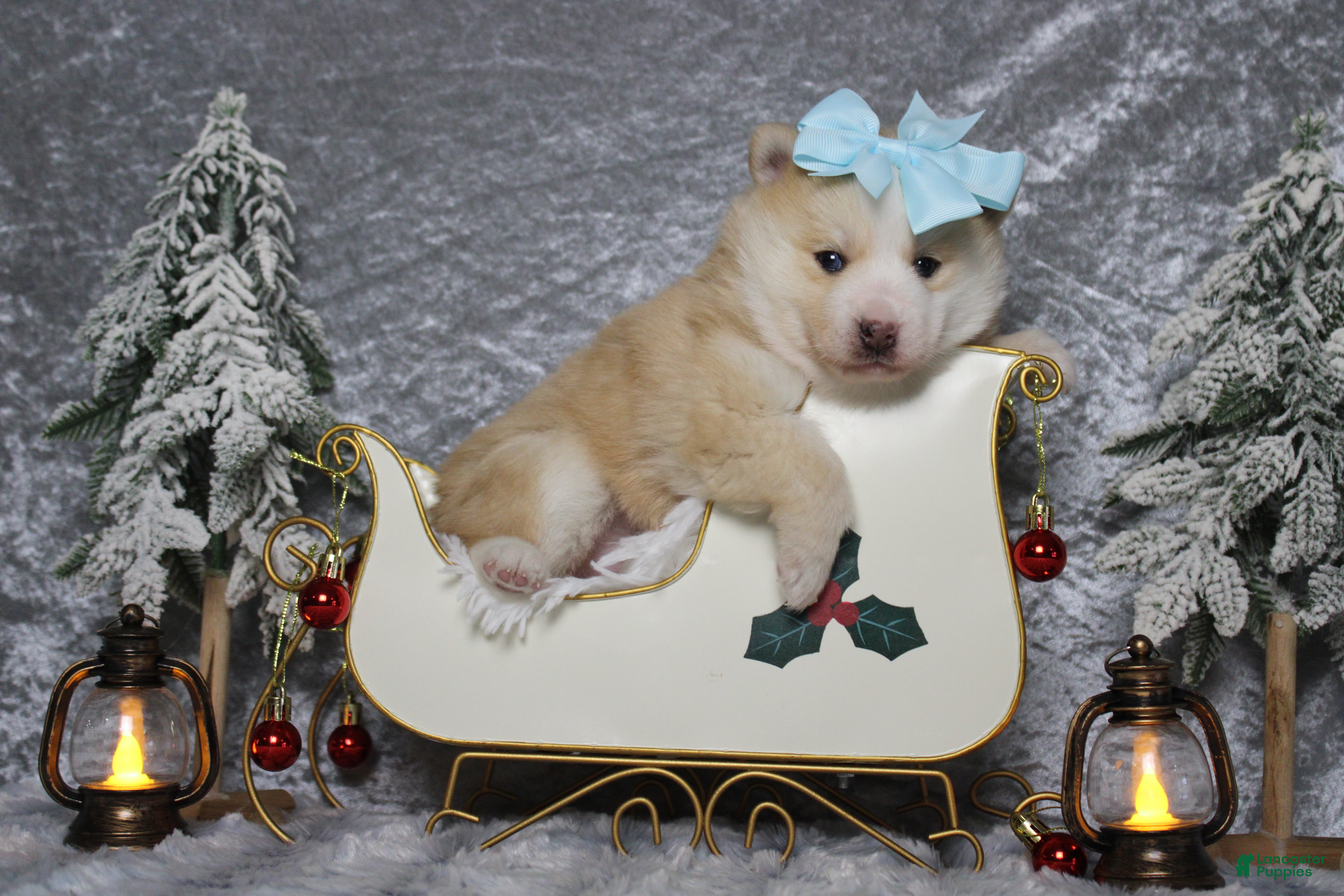 Pomsky dogs Shasta  - Ad 12