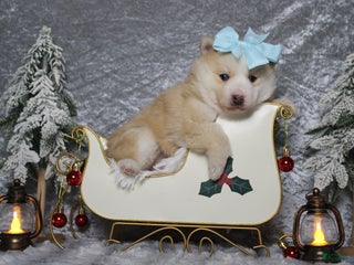 Pomsky dogs Shasta - Ad 30