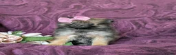 Pomeranian dogs for sale: Jennae - Ad 3