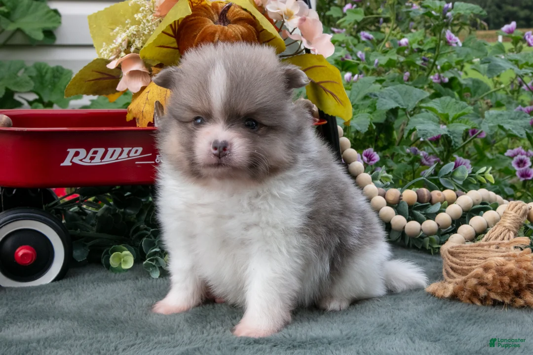 Pomeranian dogs for sale: Stuart - Ad 2