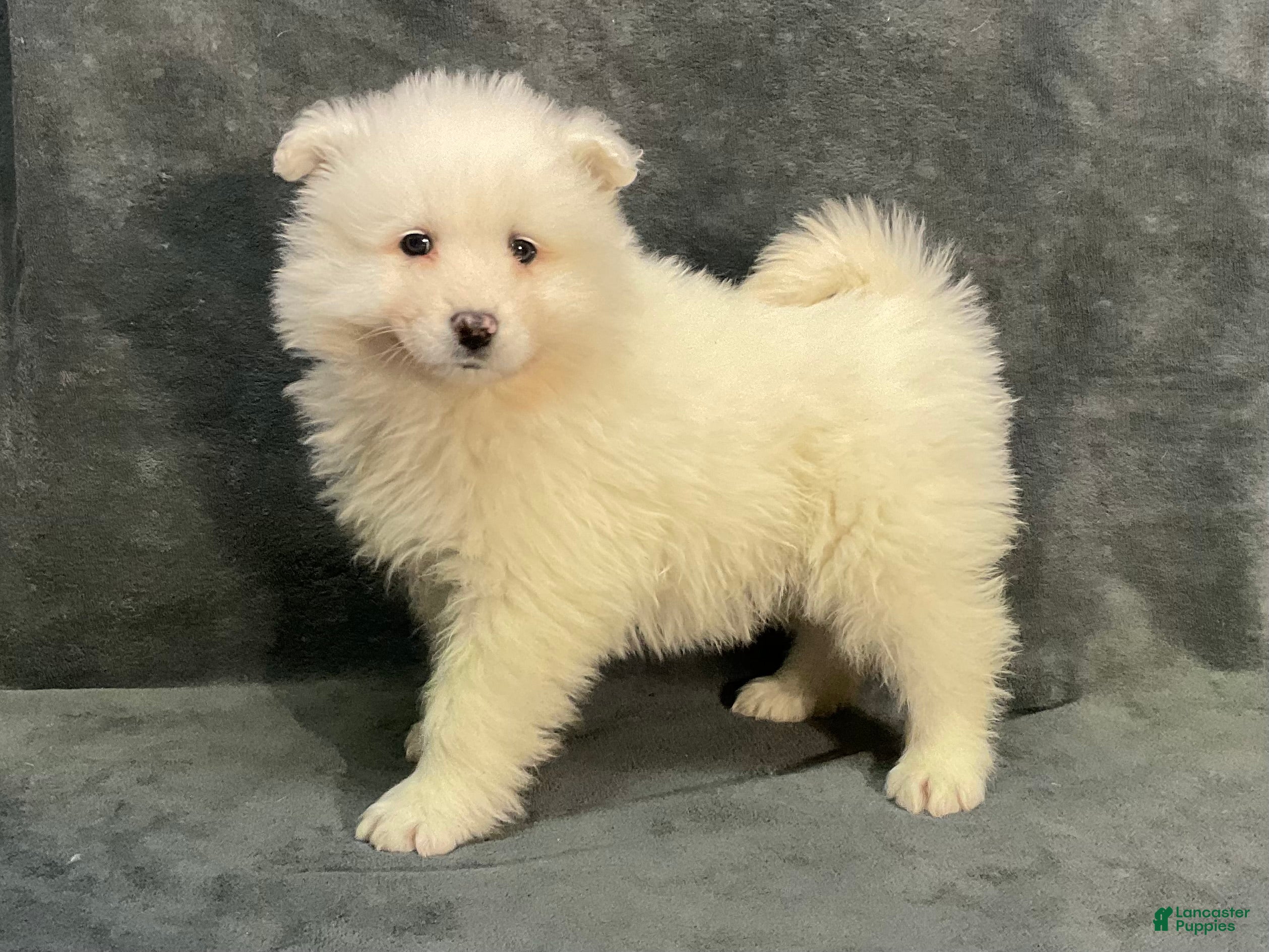 Samoyed dogs Syl - Ad 2