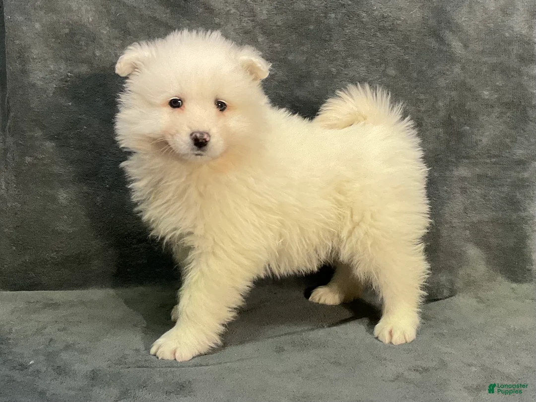 Samoyed dogs for sale: Syl - Ad 2