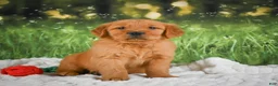 Golden Retriever dogs for sale: Kobe - Ad 6
