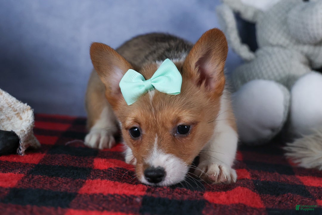Welsh Corgi Pembroke dogs for sale: Maggie - Ad 5