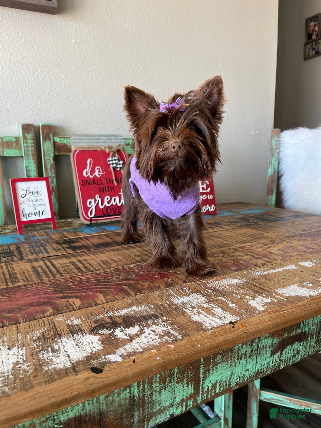 Yorkshire Terrier dogs for sale: KB Chocolate Girl Coco 🩷 - Ad 9