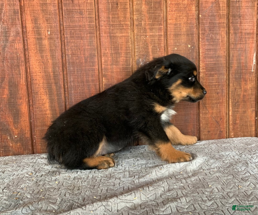 Mixed Breed dogs for sale: Benny - Ad 4