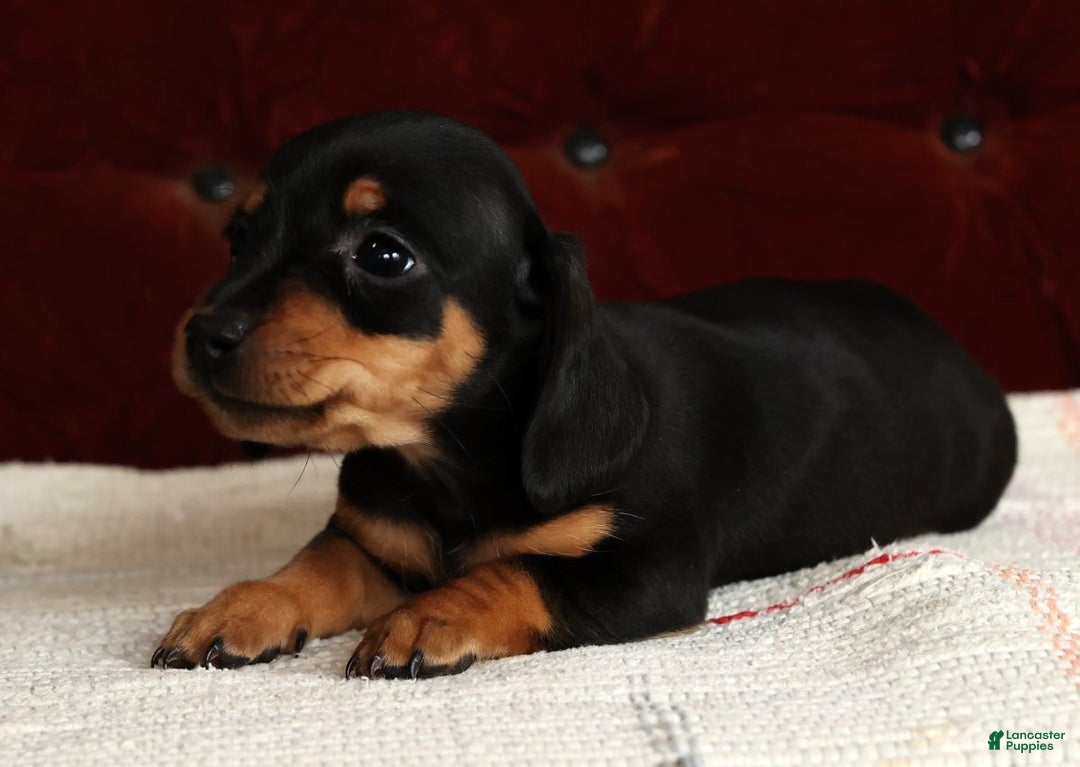 Miniature Dachshund dogs for sale: Krissy - Ad 1