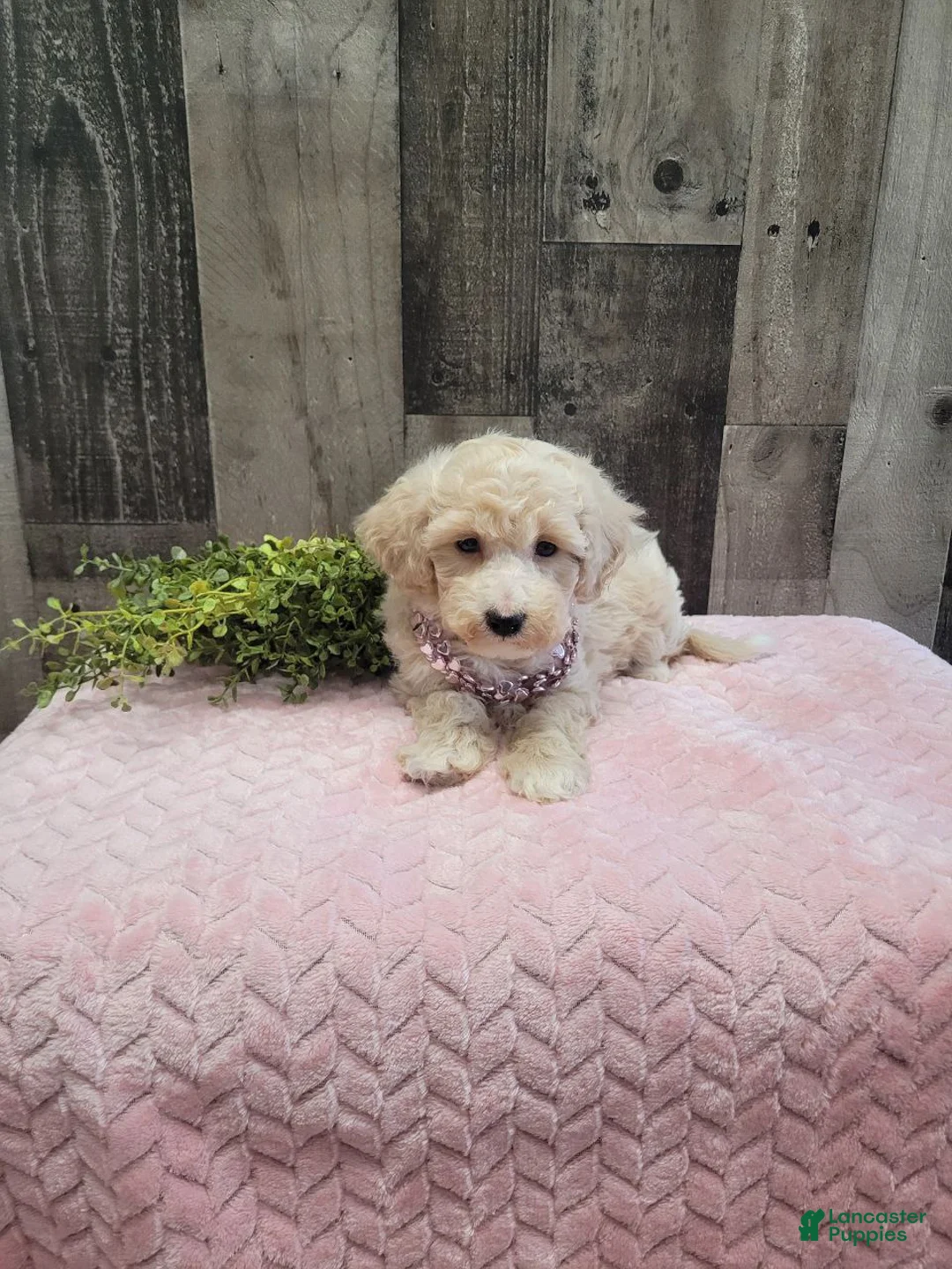 Bichpoo dogs for sale: Sugar - Ad 4