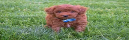 Miniature Poodle dogs for sale: Dakota 💕🐶 - Ad 13